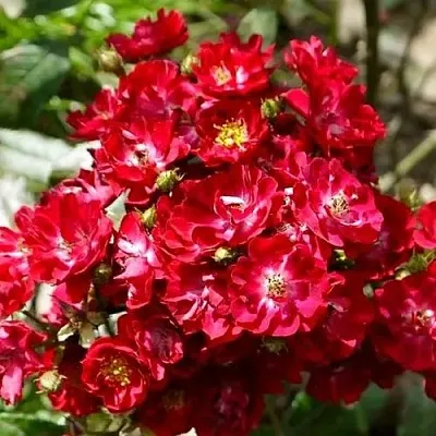 Саженцы роз АЛЬБЕРИХ полиантовая  Саженцы роз АЛЬБЕРИХ полиантовая в Брянске