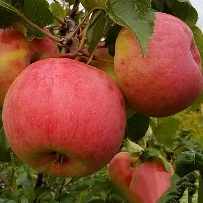 Яблоня БОЛОТОВСКОЕ в Брянске