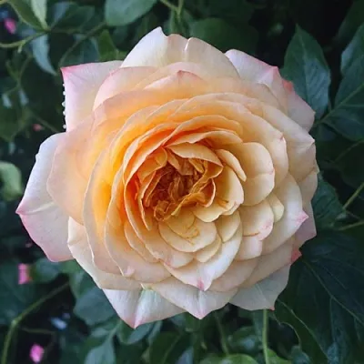 Саженцы роз АБЕЙ ДЕ СЕНТ-АМАН шраб  Саженцы роз АБЕЙ ДЕ СЕНТ-АМАН шраб в Брянске