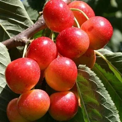 Черешня ГАСТИНЕЦ  Черешня ГАСТИНЕЦ в Брянске