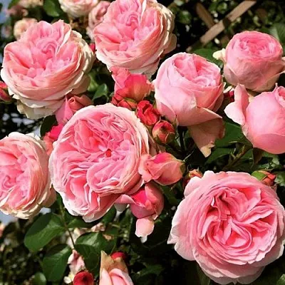 Саженцы роз ДЖАРДИНА плетистая  Саженцы роз ДЖАРДИНА плетистая в Брянске