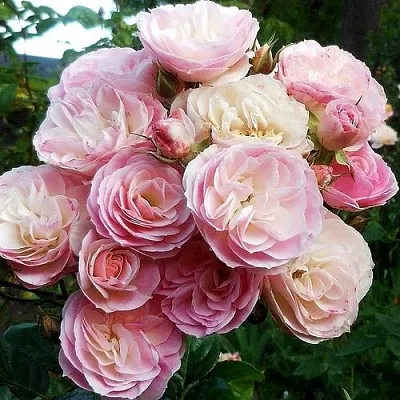 Саженцы роз БУКЕТ ПАРФЕ мускусная  Саженцы роз БУКЕТ ПАРФЕ мускусная в Брянске