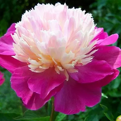 Пион ГЕЙ ПАРИ травянистый  Пион ГЕЙ ПАРИ травянистый в Брянске