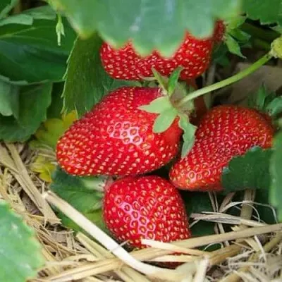 Клубника МОНТЕРЕЙ ремонтантная  Клубника МОНТЕРЕЙ ремонтантная в Брянске