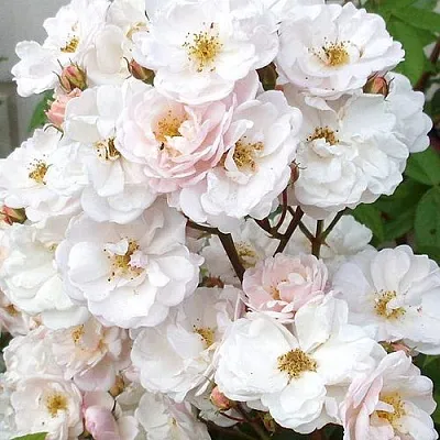 Мускусная  Мускусная в Брянске