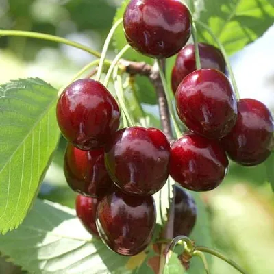 Черешня ОВСТУЖЕНКА  Черешня ОВСТУЖЕНКА в Брянске