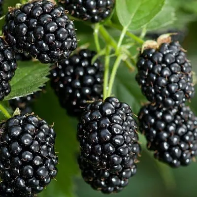 Ежевика ЧЕРНАЯ МАГИЯ ремонтантная в Брянске