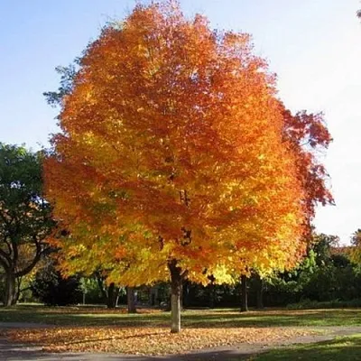 Клен серебристый  Клен серебристый в Брянске