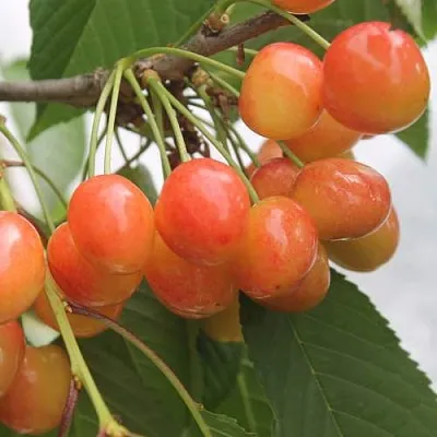 Черешня СЕВЕРНАЯ в Брянске