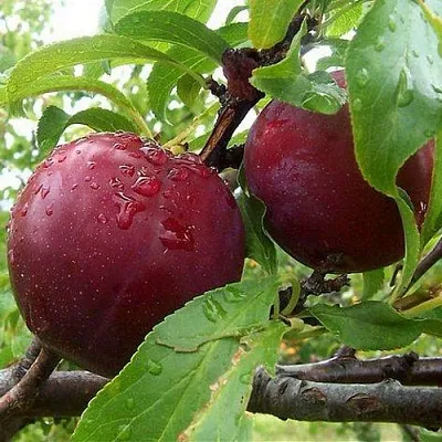 Слива КЛЕОПАТРА в Брянске