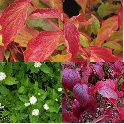 Комплект СЕВЕРНОЕ СИЯНИЕ в Брянске