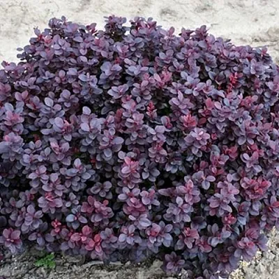 Барбарис КОНКОРД тунберга  Барбарис КОНКОРД тунберга в Брянске