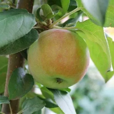 Яблоня ПОДСНЕЖНИК стелющаяся  Яблоня ПОДСНЕЖНИК стелющаяся в Брянске