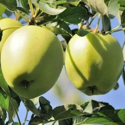 Яблоня САХАРНАЯ  Яблоня САХАРНАЯ в Брянске