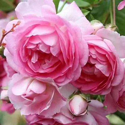 Саженцы роз ЖАСМИНА плетистая  Саженцы роз ЖАСМИНА плетистая в Брянске