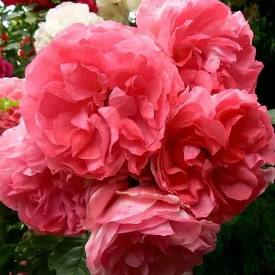 Саженцы роз РОЗЕУМ ЮТЕРСОН плетистая  Саженцы роз РОЗЕУМ ЮТЕРСОН плетистая в Брянске