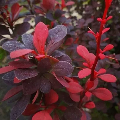 Барбарис РЕД ПИЛЛАР тунберга  Барбарис РЕД ПИЛЛАР тунберга в Брянске