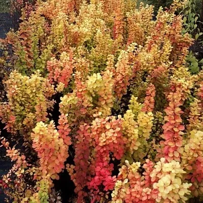 Барбарис САММЕР САНСЕТ тунберга  Барбарис САММЕР САНСЕТ тунберга в Брянске