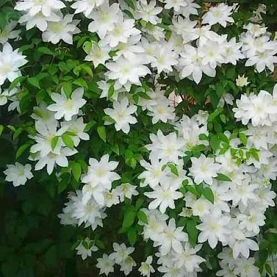 Клематис ТОКИ  Клематис ТОКИ в Брянске