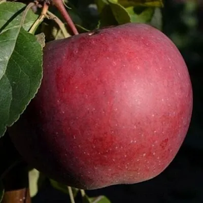 Яблоня БЕЛОРУССКОЕ СЛАДКОЕ в Брянске