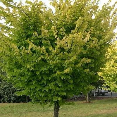 Вяз обыкновенный  Вяз обыкновенный в Брянске