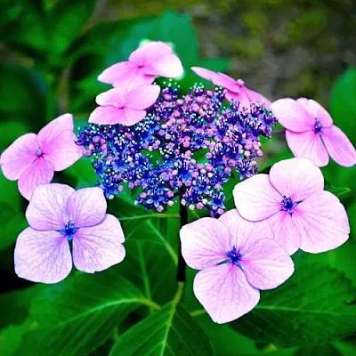 Гортензия БЛЮБЕРД пильчатая  Гортензия БЛЮБЕРД пильчатая в Брянске