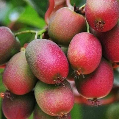 Актинидия ВЕЙКИ аргута  Актинидия ВЕЙКИ аргута в Брянске