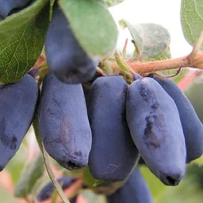 Жимолость съедобная ЛАКОМКА в Брянске