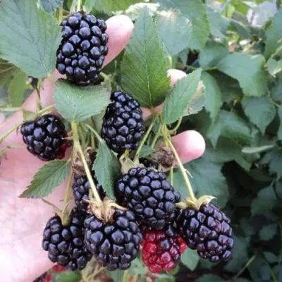 Ежевика ОУАЧИТА бесшипная — описание сорта Ежевика ОУАЧИТА бесшипная в Брянске