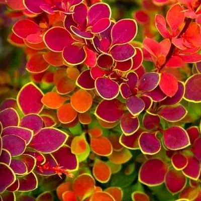 Барбарис ОРАНЖ САНРАЙЗ тунберга  Барбарис ОРАНЖ САНРАЙЗ тунберга в Брянске