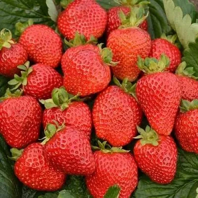 Клубника САН АНДРЕАС ремонтантная  Клубника САН АНДРЕАС ремонтантная в Брянске