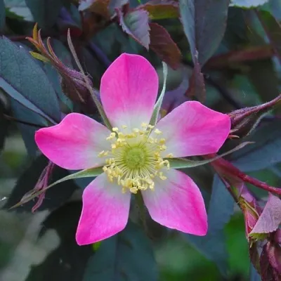 Саженцы роз сизая — описание сорта Саженцы роз сизая в Брянске