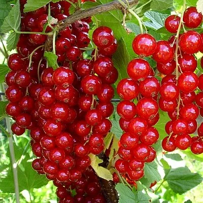 Смородина красная ЙОНКЕР ВАН ТЕТС в Брянске