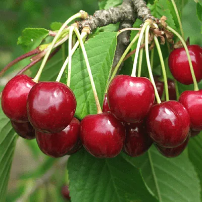 Черешня ГРОНКОВАЯ  Черешня ГРОНКОВАЯ в Брянске