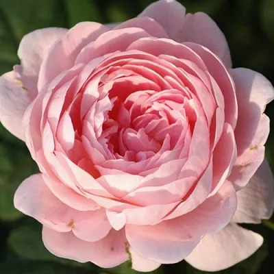 Саженцы роз КУИН ОФ СУИДЕН английская  Саженцы роз КУИН ОФ СУИДЕН английская в Брянске