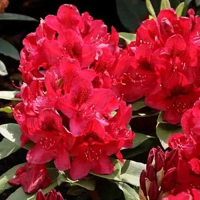 Рододендрон МАТАДОР  Рододендрон МАТАДОР в Брянске