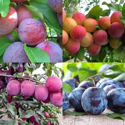 Комплект СЛИВОВЫЙ САД в Брянске