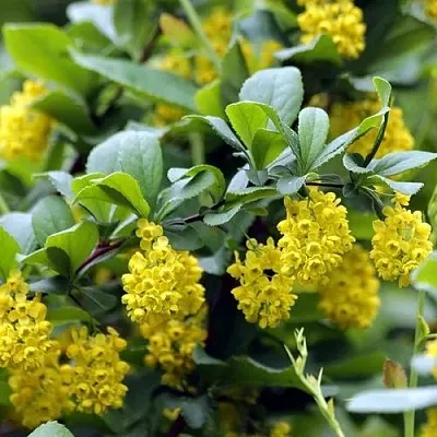 Барбарис корейский  Барбарис корейский в Брянске