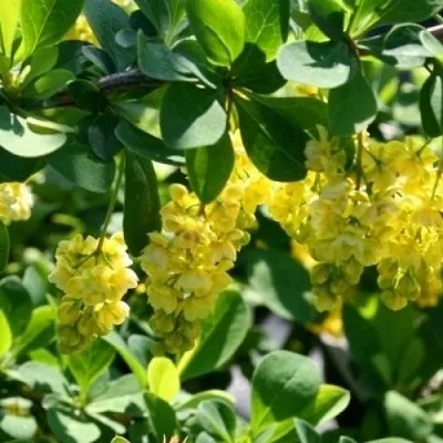 Барбарис ИНДИАН САММЕР   Барбарис ИНДИАН САММЕР  в Брянске