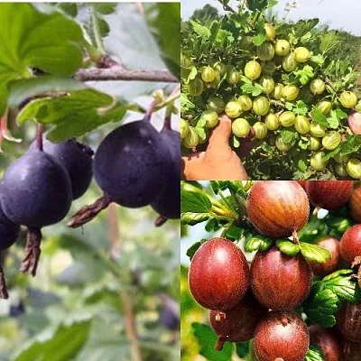 Комплект КРЫЖОВНИК MIX в Брянске