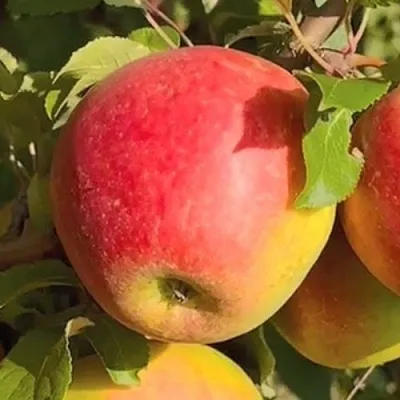 Яблоня САКАВИТА в Брянске