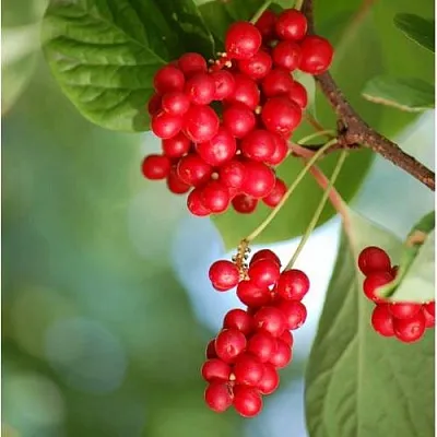 Лимонник ДЕБЮТ китайский  Лимонник ДЕБЮТ китайский в Брянске