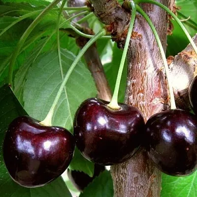 Черешня ДОНЕЦКИЙ УГОЛЁК  Черешня ДОНЕЦКИЙ УГОЛЁК в Брянске