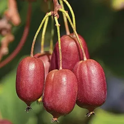 Актинидия СКАРЛЕТ СЕПТЕМБЕР аргута  Актинидия СКАРЛЕТ СЕПТЕМБЕР аргута в Брянске