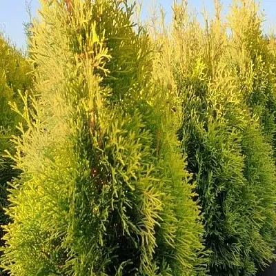 Туя ГОЛДЕН СМАРАГД западная  Туя ГОЛДЕН СМАРАГД западная в Брянске