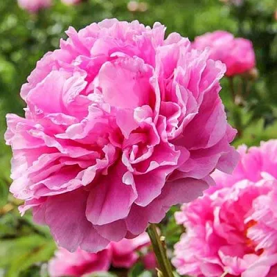 Пион АЛЕКСАНДР ФЛЕМИНГ травянистый  Пион АЛЕКСАНДР ФЛЕМИНГ травянистый в Брянске