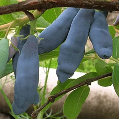 Жимолость съедобная ЛЕНИНГРАДСКИЙ ВЕЛИКАН  Жимолость съедобная ЛЕНИНГРАДСКИЙ ВЕЛИКАН в Брянске