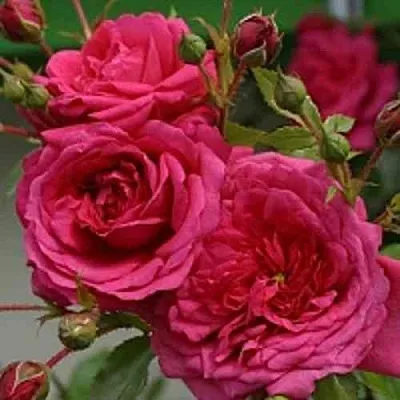 Саженцы роз ЛАГУНА плетистая  Саженцы роз ЛАГУНА плетистая в Брянске