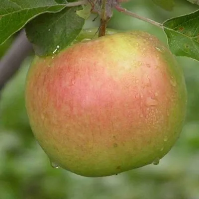 Яблоня БРЯНСКОЕ ЗОЛОТИСТОЕ  Яблоня БРЯНСКОЕ ЗОЛОТИСТОЕ в Брянске