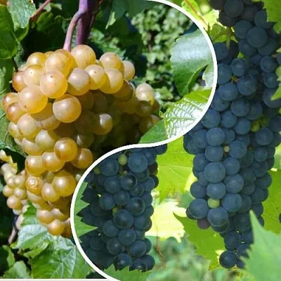 Комплект ИНЬ-ЯНЬ в Брянске